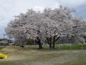 お花見🌸日和？ part３