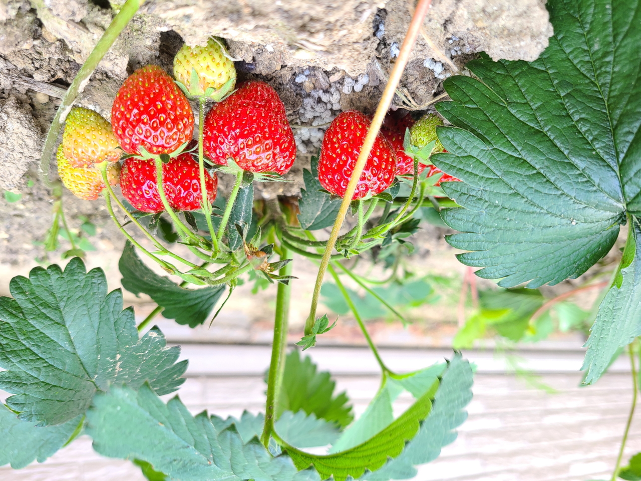 自家菜園🍓