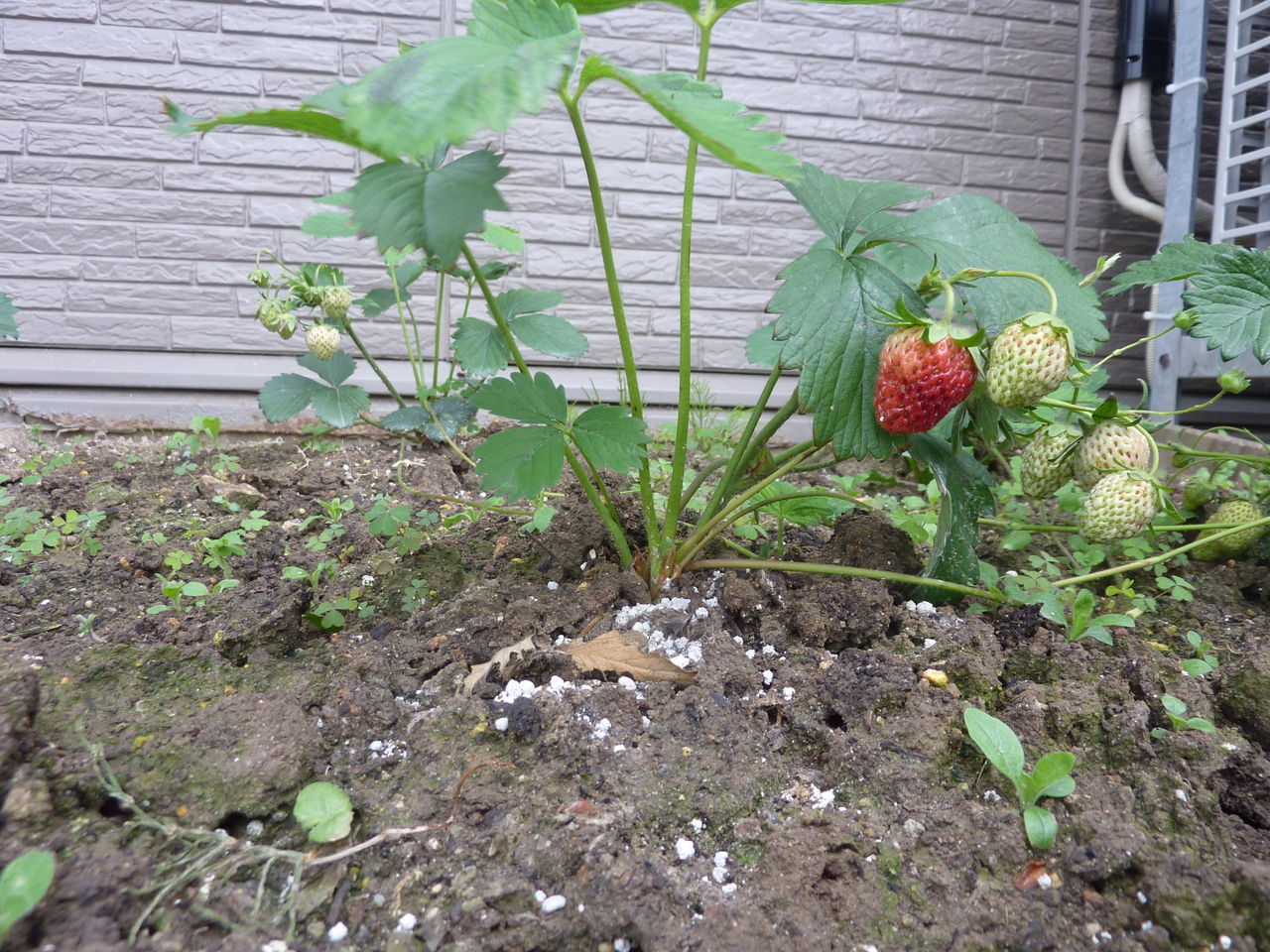 花壇のいちご、採れました。