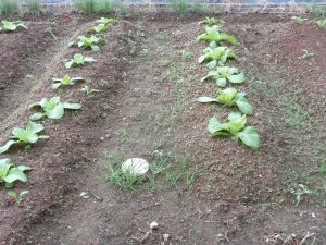 葉物野菜が少し成長しました(^^)