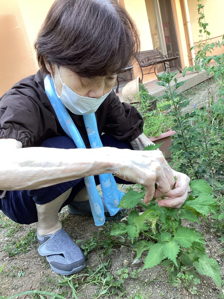 採れたて食欲増進👍