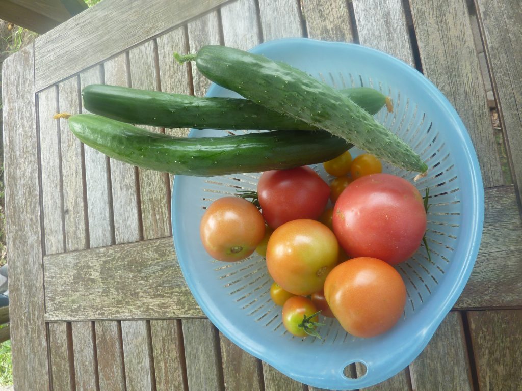 採れた野菜を