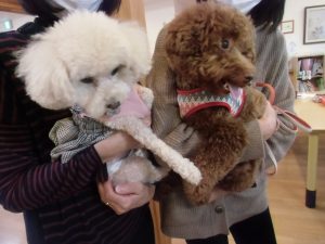 カワイ子ちゃん、3人🐶