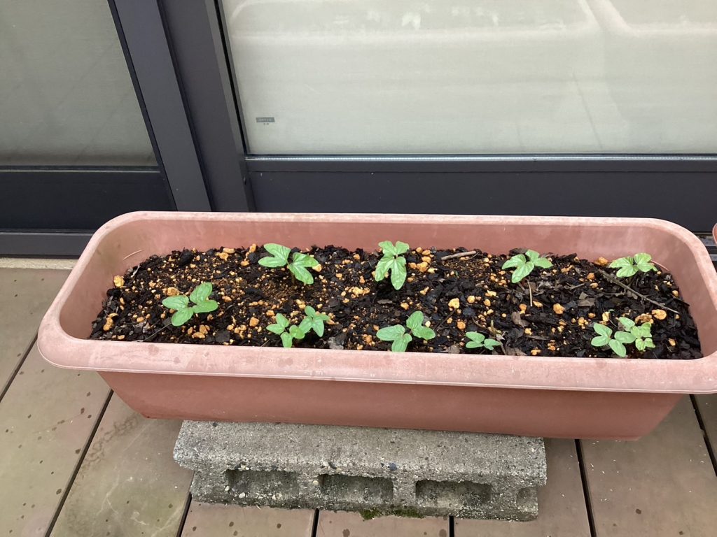 発芽しました🌱