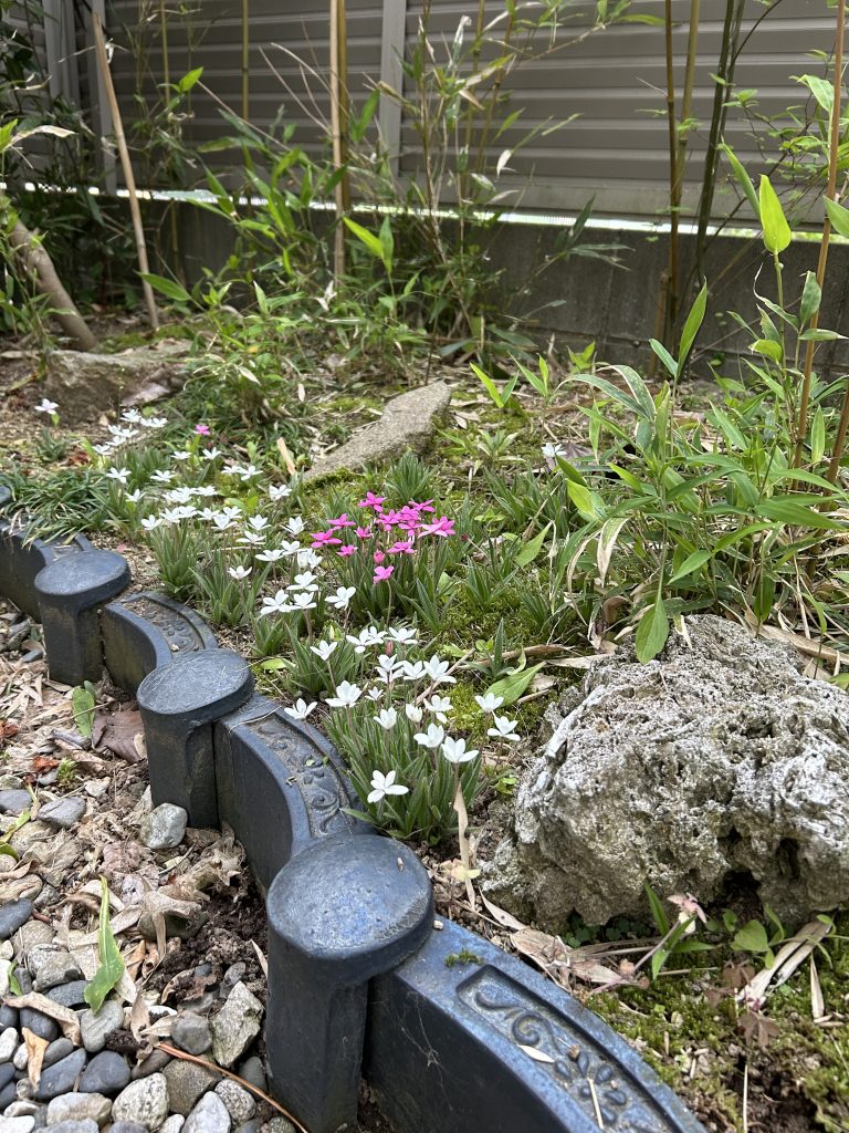 小さな桜🌸