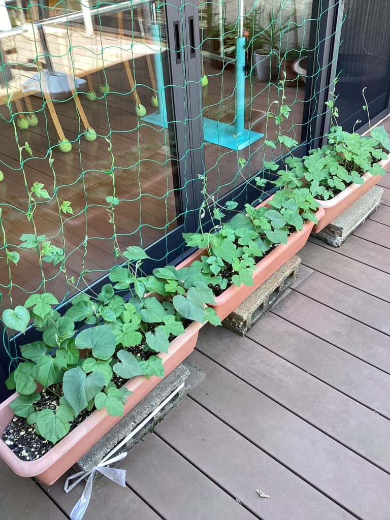 少し伸びました🌿