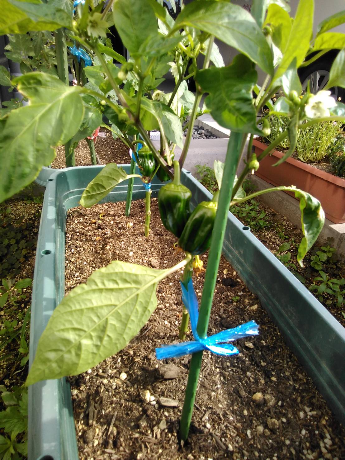 (小多機）おぎかわ園芸クラブ🌼