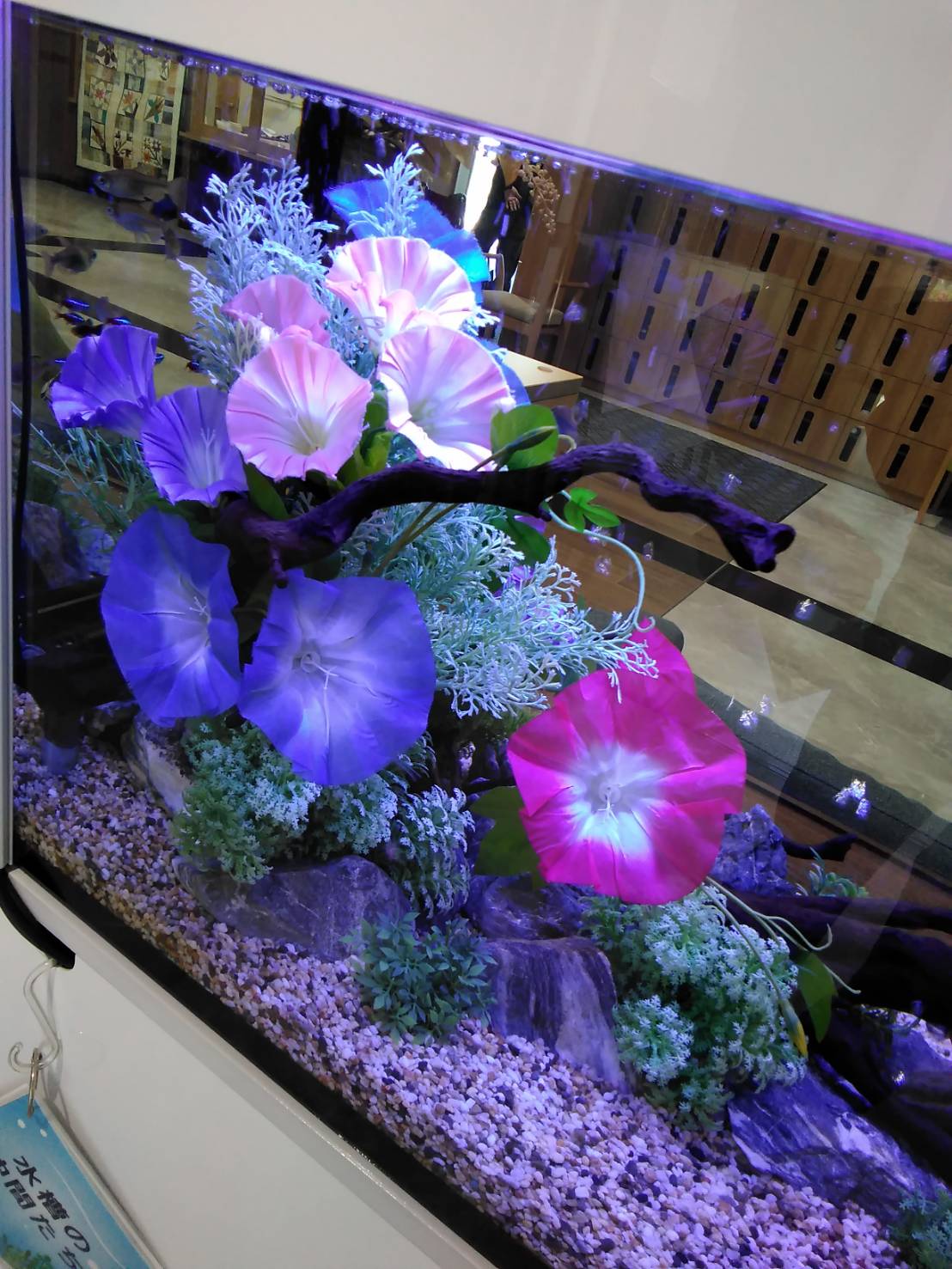 （小多機）夏先取り🐟