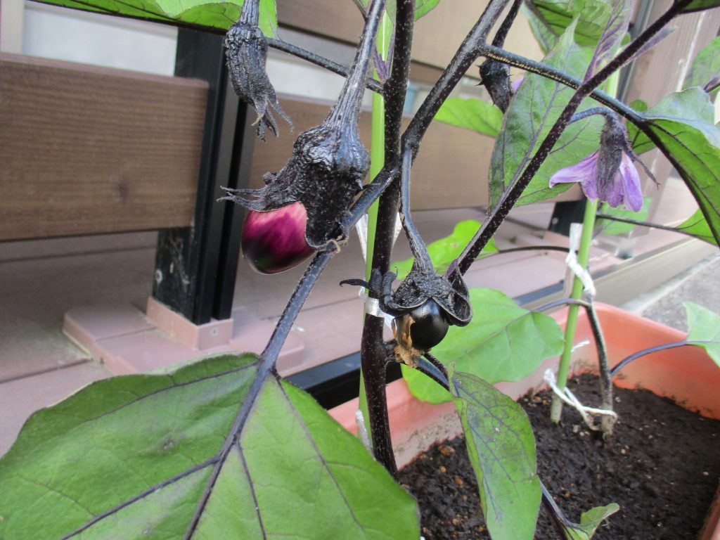 ナスが育ってきました🍆