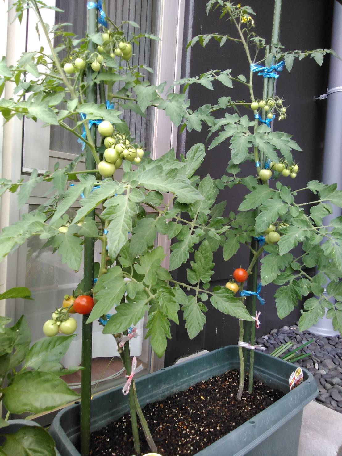 (小多機)お野菜🍅