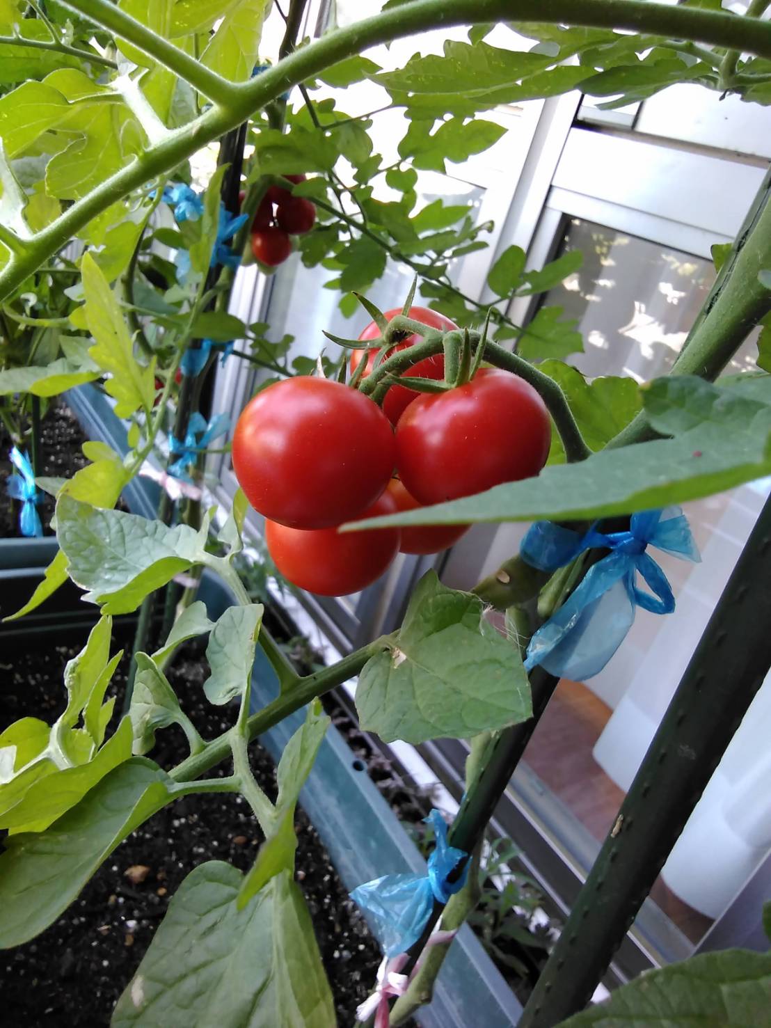 (小多機)トマト🍅