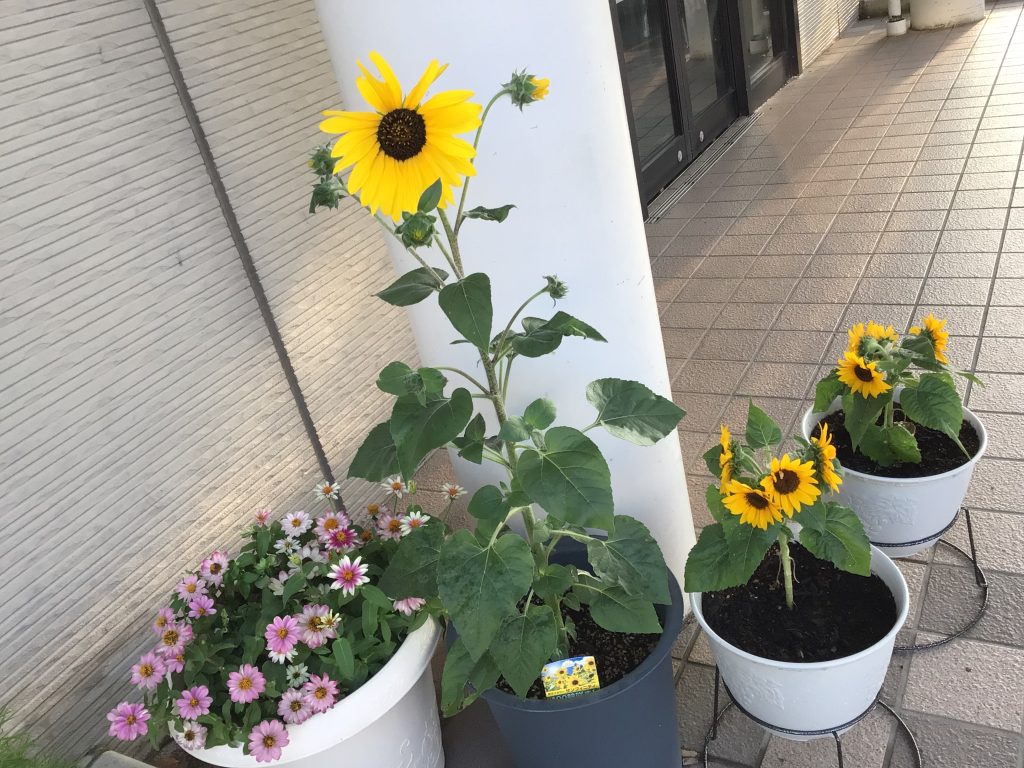 最近のお庭🌻