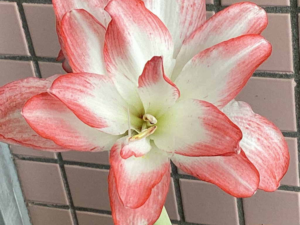今年も咲きました👏