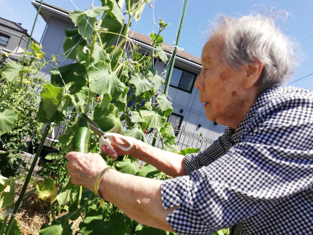 🥒夏野菜の収穫🍅