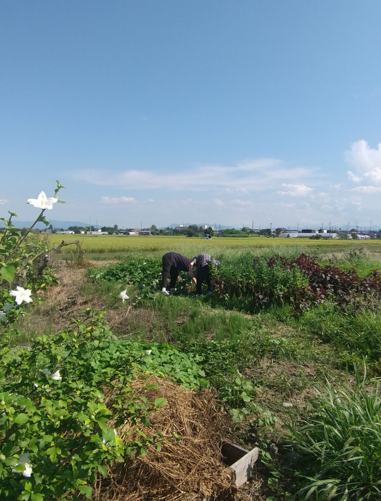 秋の収穫