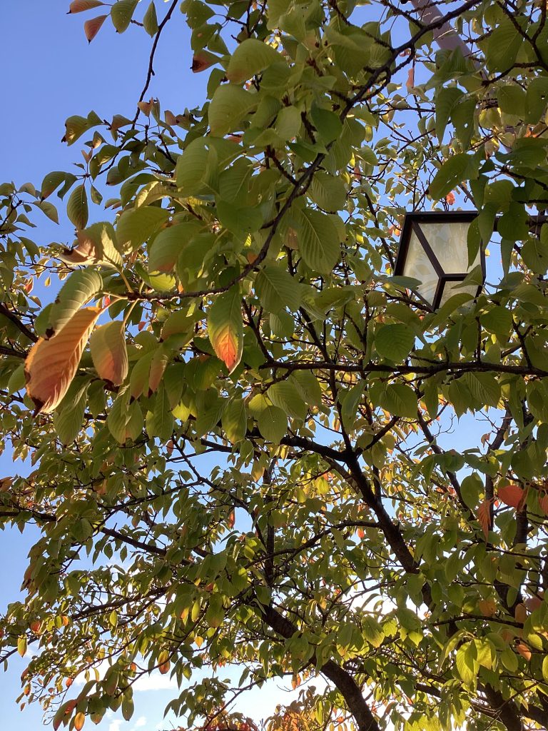 秋の便り🍁