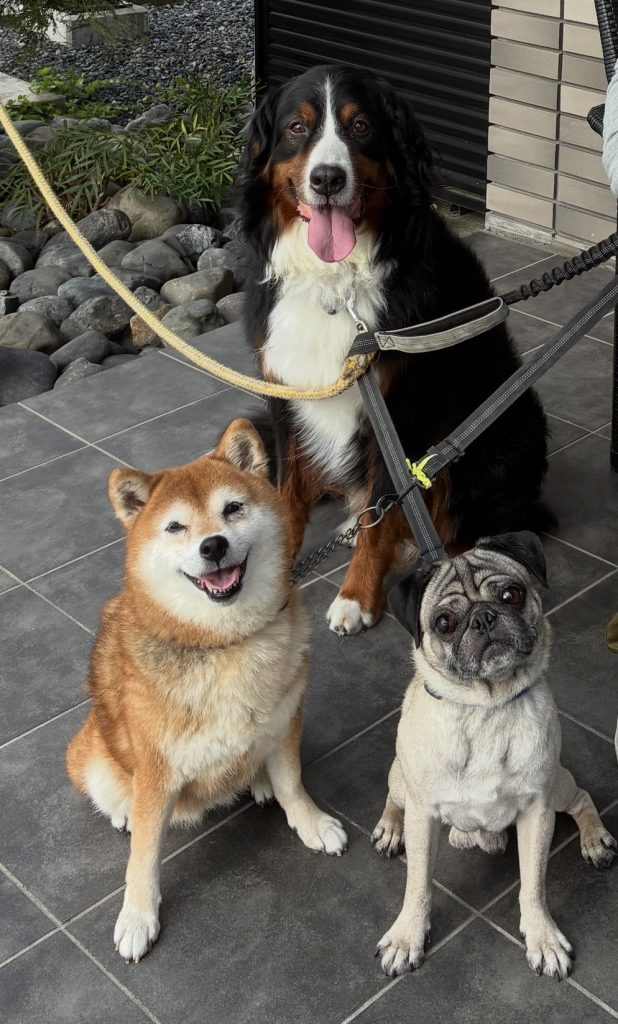ワンちゃんが来所されます🐕