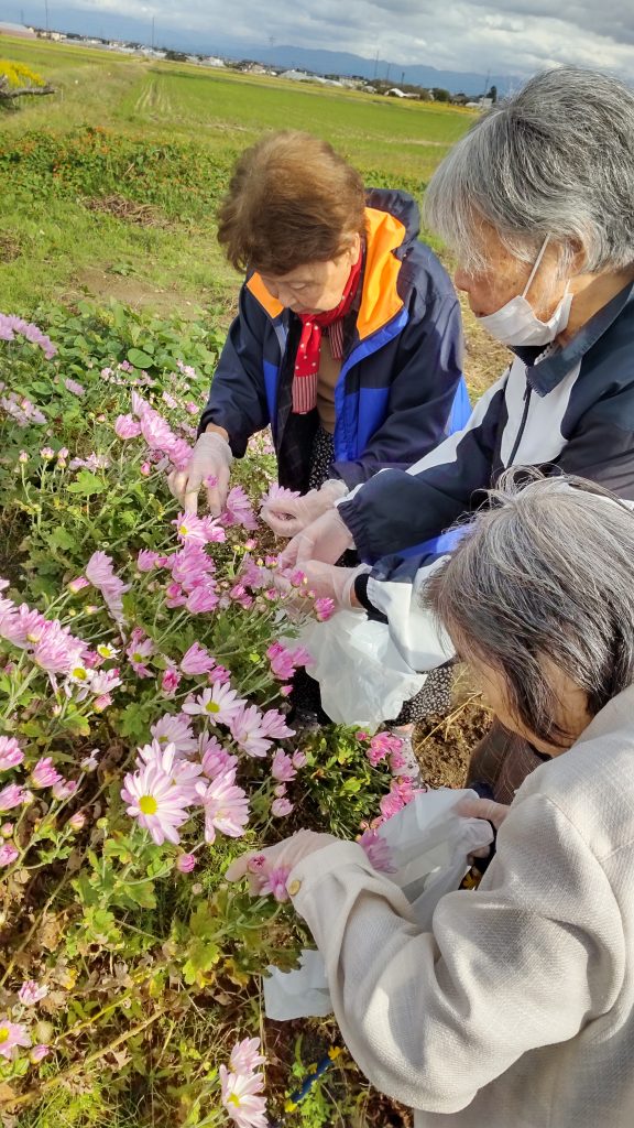 さつまいも🍠食用菊の収穫🧺