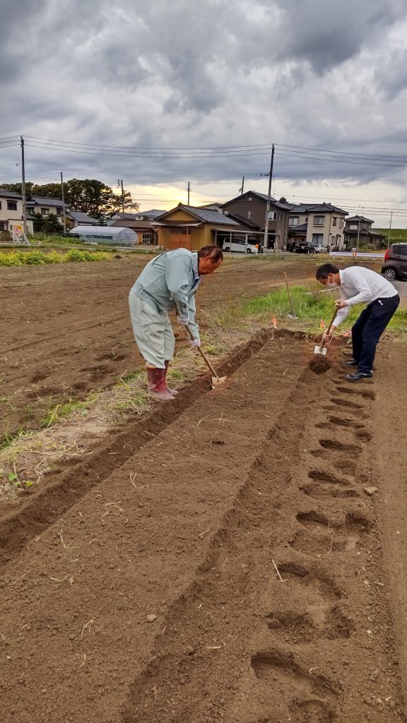 玉ねぎの苗植え準備🧅