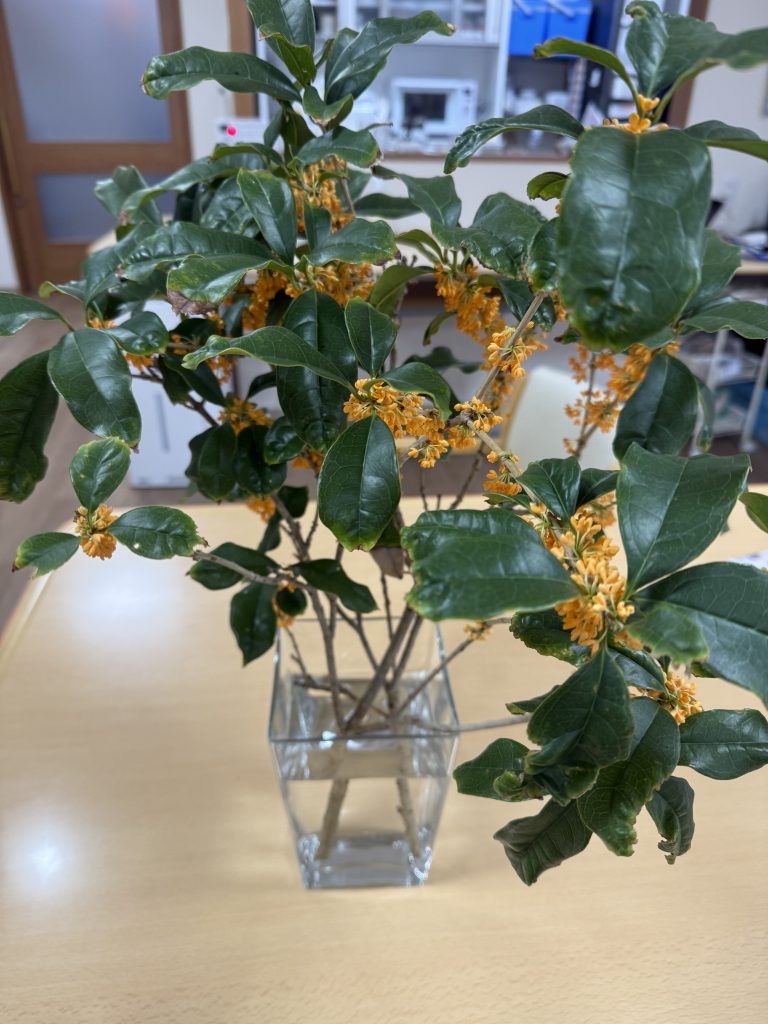 金木犀頂きました✨