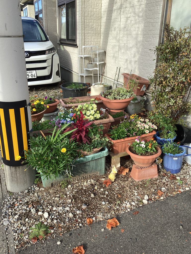 🌷🌱お出迎え🌱🌷