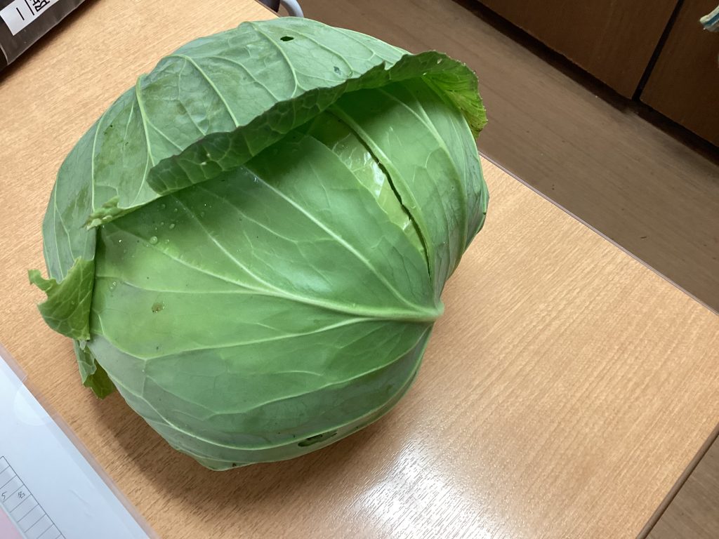 立派なキャベツ☺️