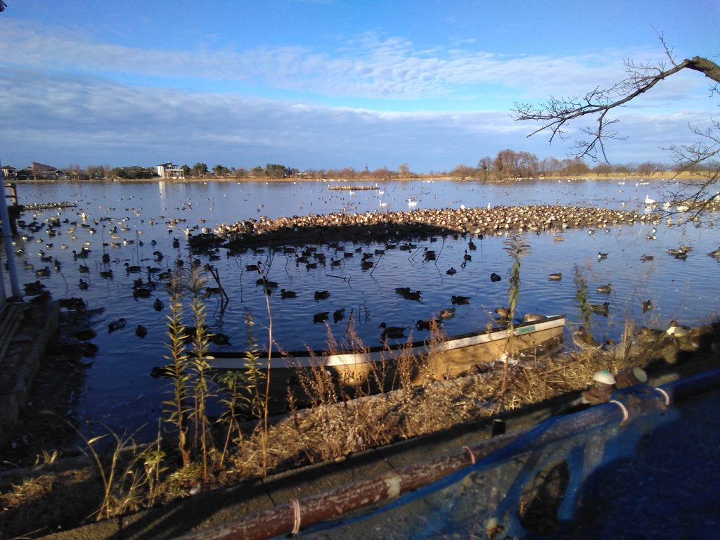 瓢湖へお出かけ🦢🦢