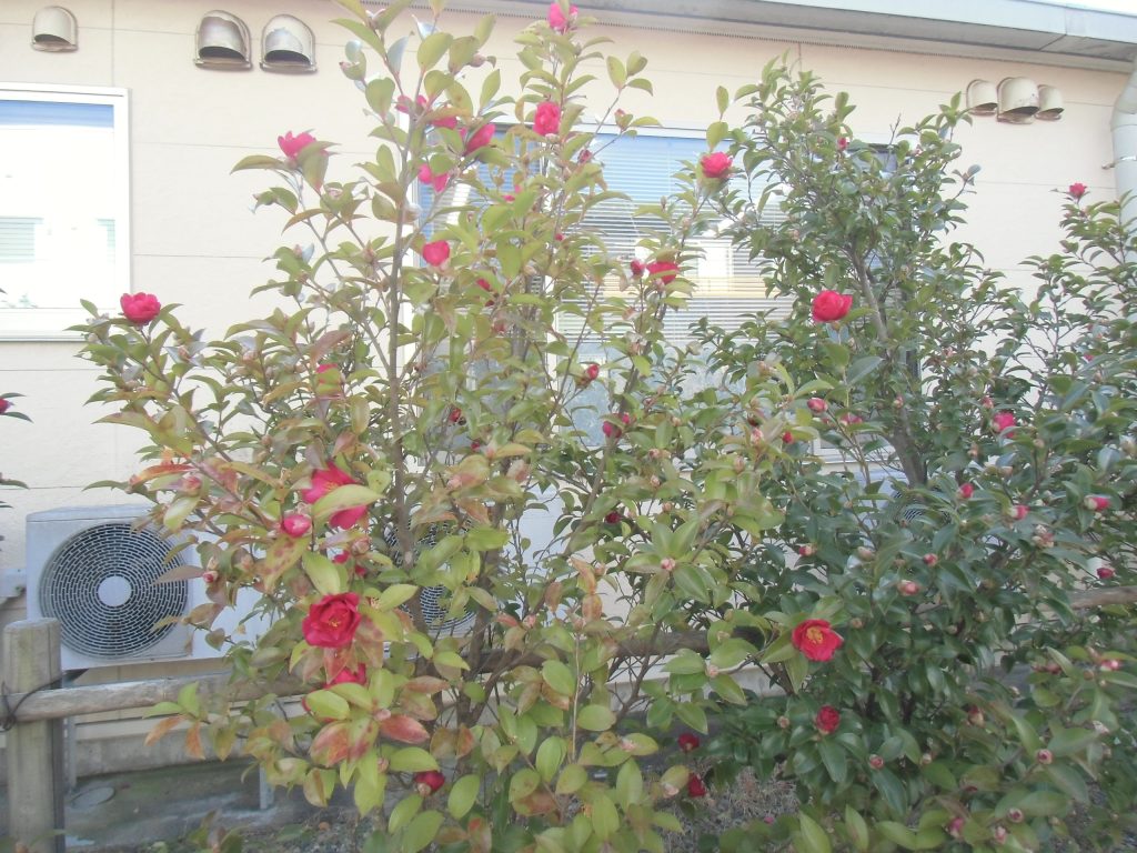 さざんかが咲きはじめました💖