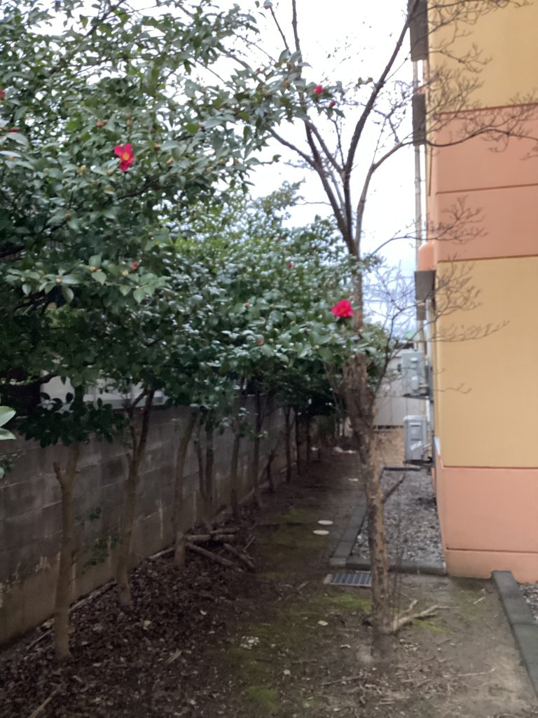 ♪さざんかの宿♪