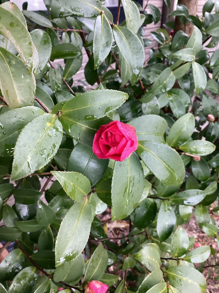 変わらない愛❤️