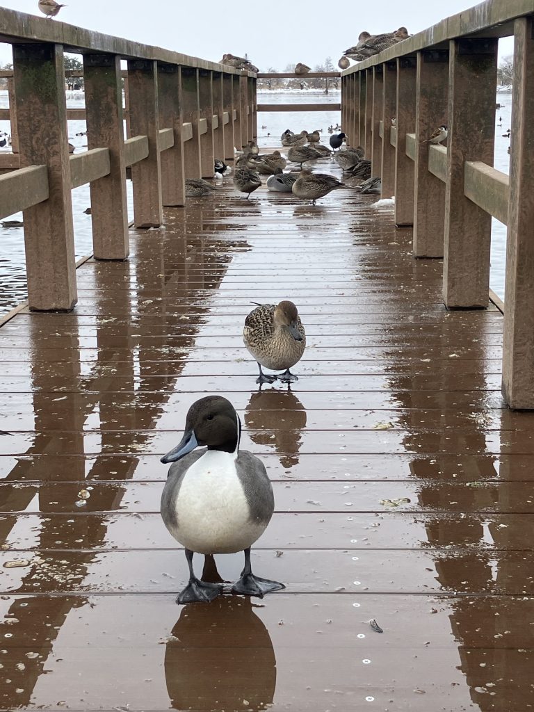 元旦は瓢湖へ🦆🦢